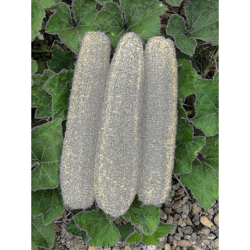2025 New Natural Bath Loofahs Sponges Large Organic Luffa Shower Sponges Skin