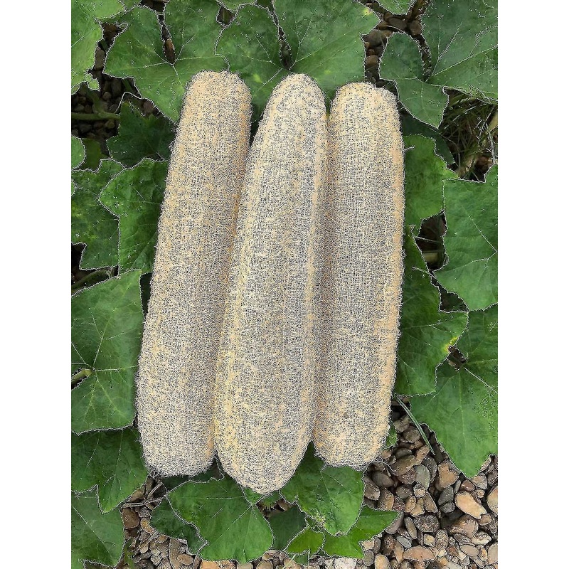 3pcs Exfoliating Body Sponge For Men And Women’s Daily Shower